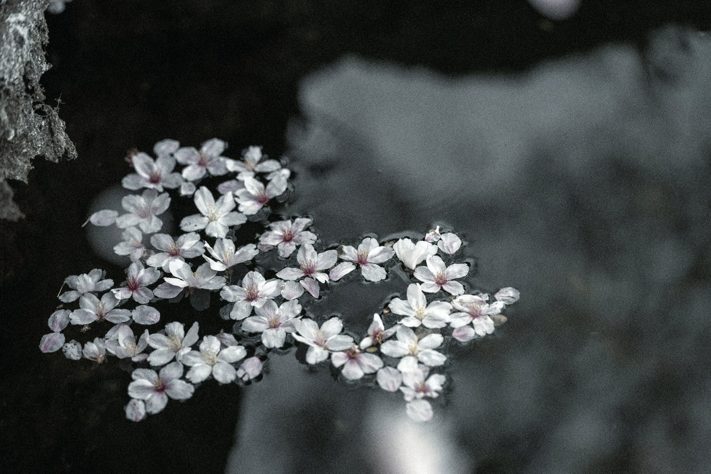 天郷 フラッグシップ 序 720ml 化粧箱付 | ギフト・贈答にも