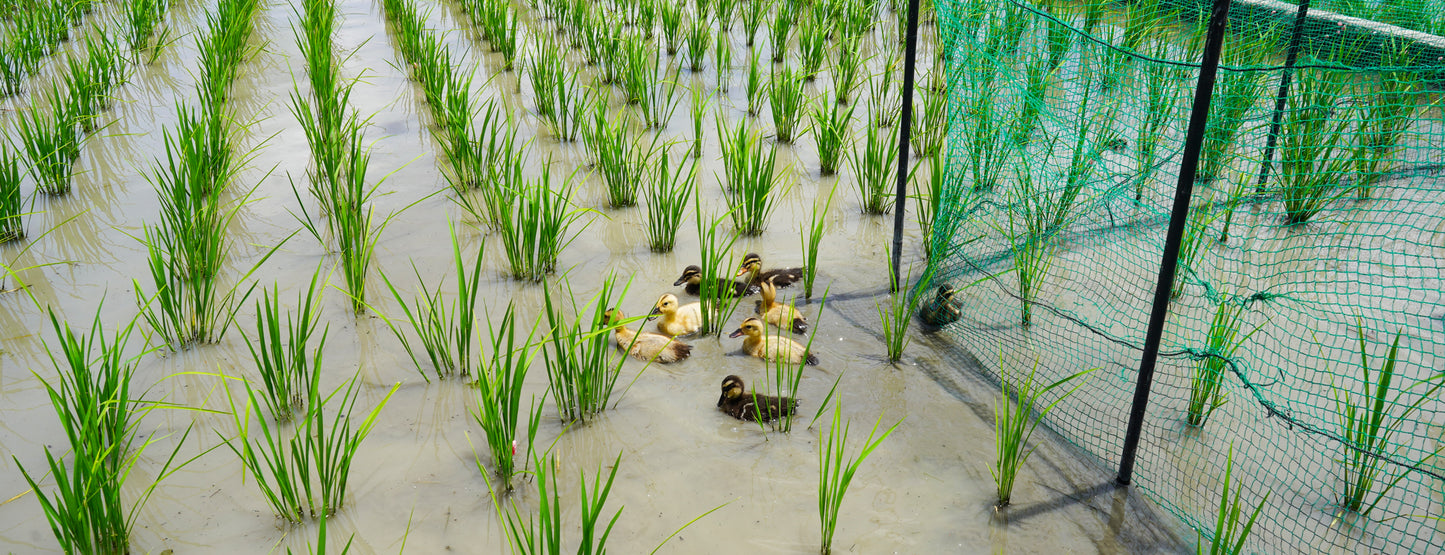 天郷 フラッグシップ 序 720ml 化粧箱付 | ギフト・贈答にも