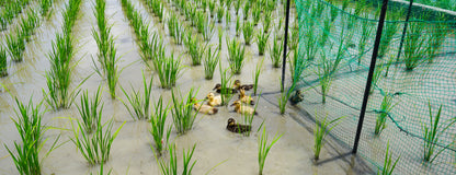 天郷 フラッグシップ 序 720ml 化粧箱付 | ギフト・贈答にも