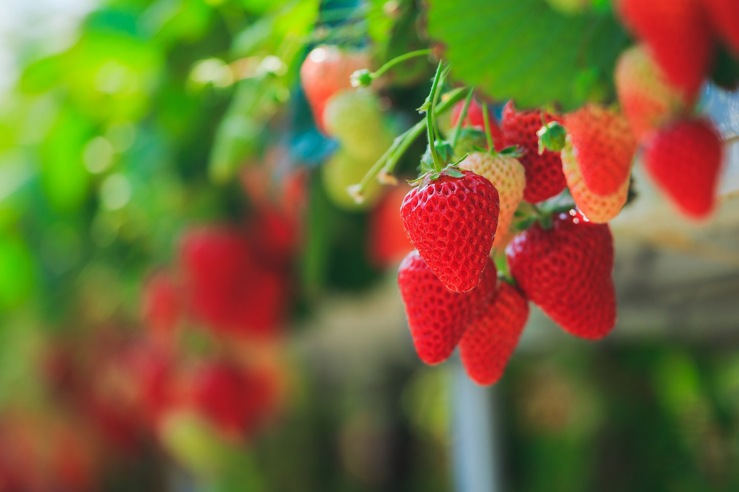 【毎月新酒1本が届く】四季醸造の天郷醸造所から毎月届くフレッシュなお酒（送料無料）