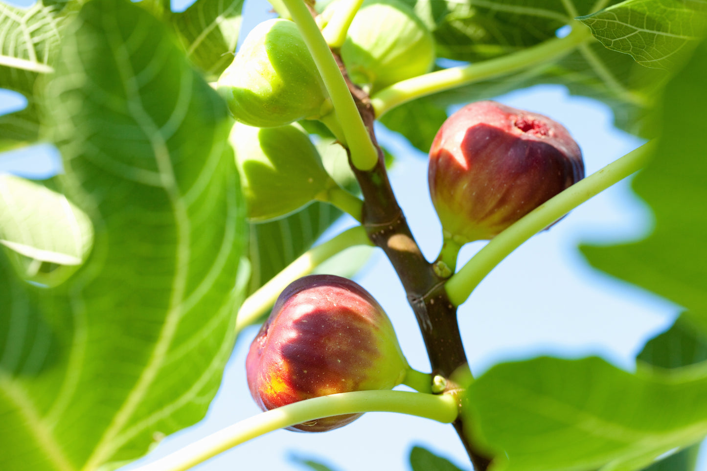 【毎月新酒1本が届く】四季醸造の天郷醸造所から毎月届くフレッシュなお酒（送料無料）