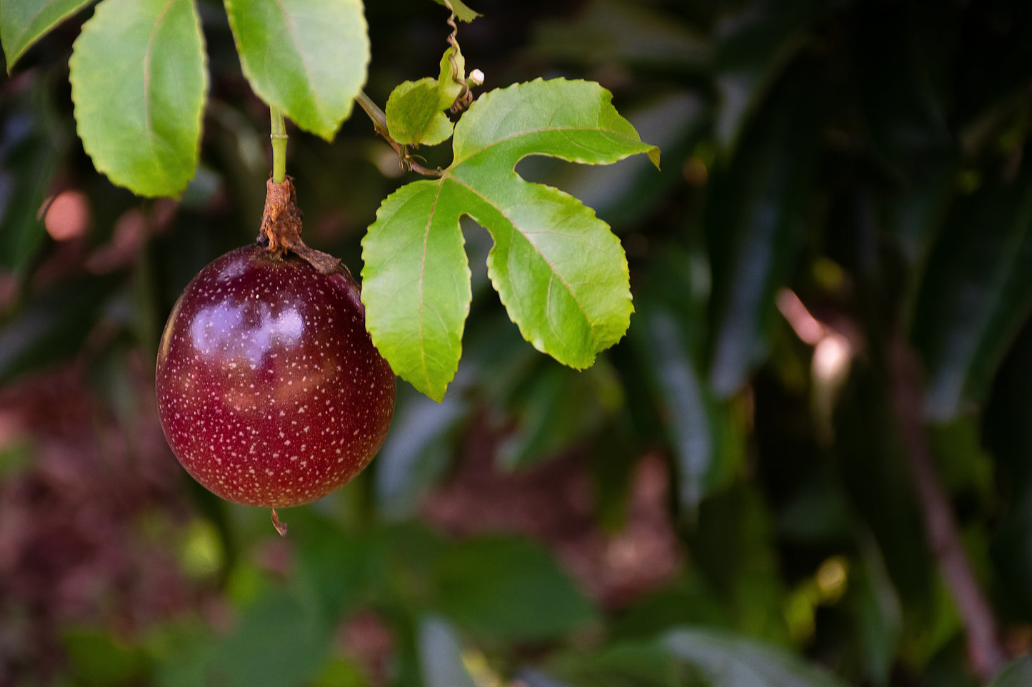 【毎月新酒1本が届く】四季醸造の天郷醸造所から毎月届くフレッシュなお酒（送料無料）