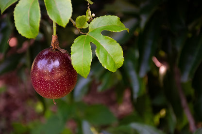 【毎月新酒1本が届く】四季醸造の天郷醸造所から毎月届くフレッシュなお酒（送料無料）
