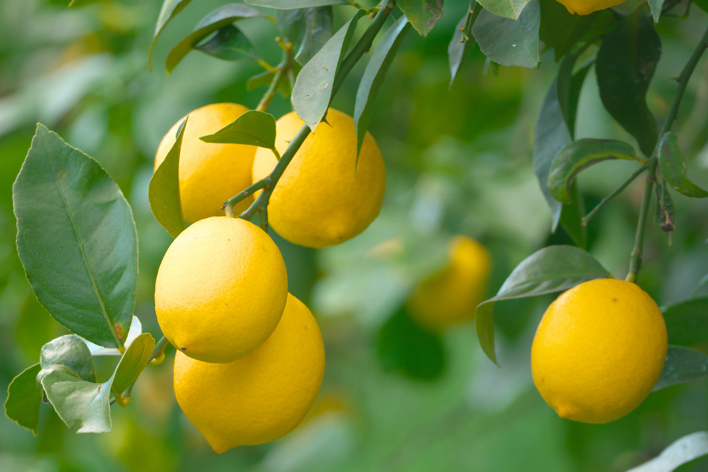 【毎月新酒1本が届く】四季醸造の天郷醸造所から毎月届くフレッシュなお酒（送料無料）